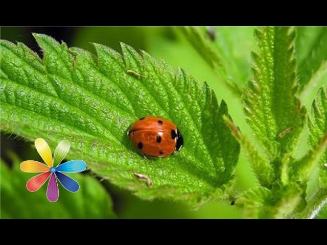 XIII ������������� ��������� �������