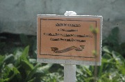 DSC_7789.JPG